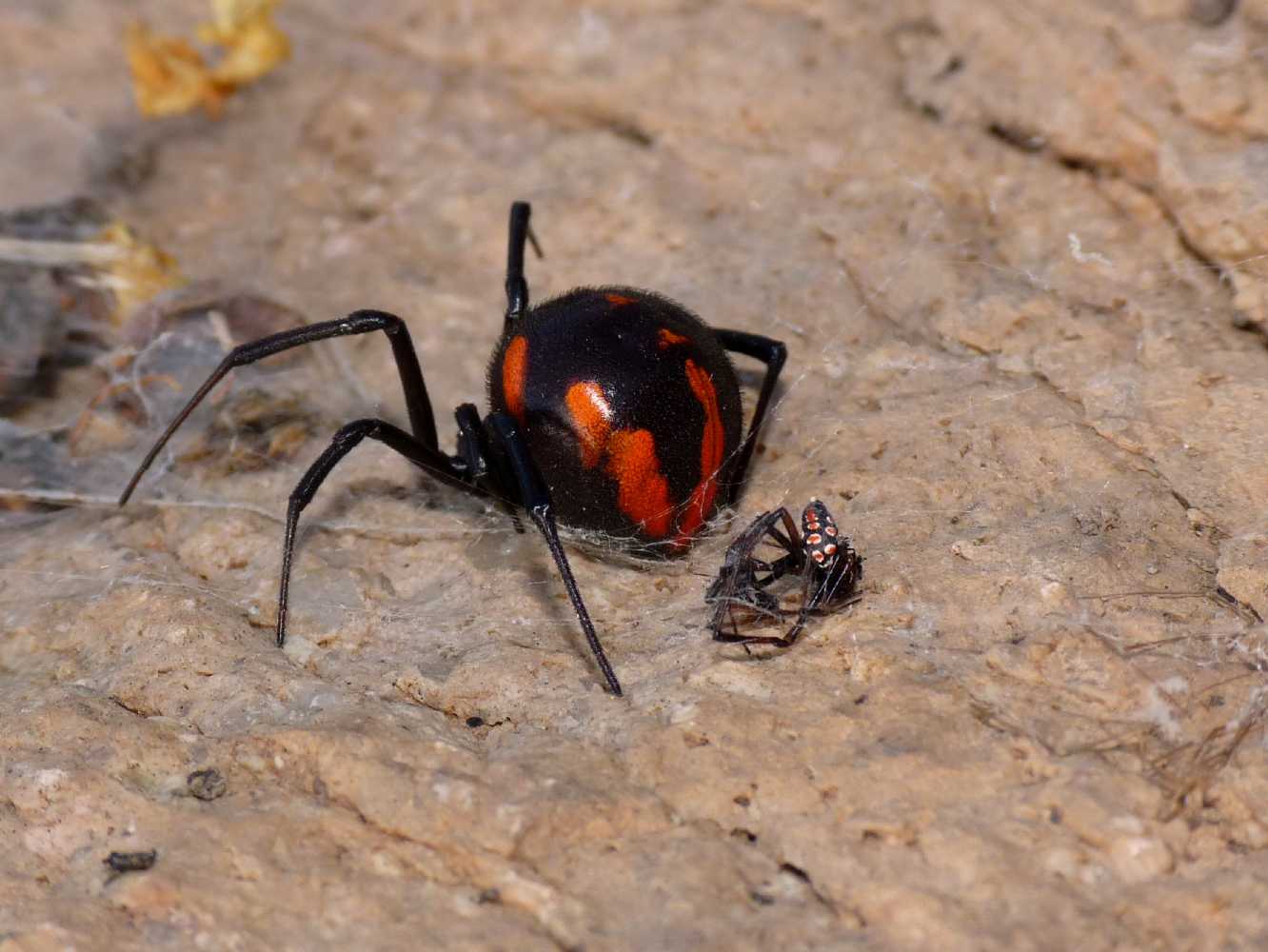 Latrodectus tredecimguttatus, maschio predato - S. Teresa Gallura (OT)